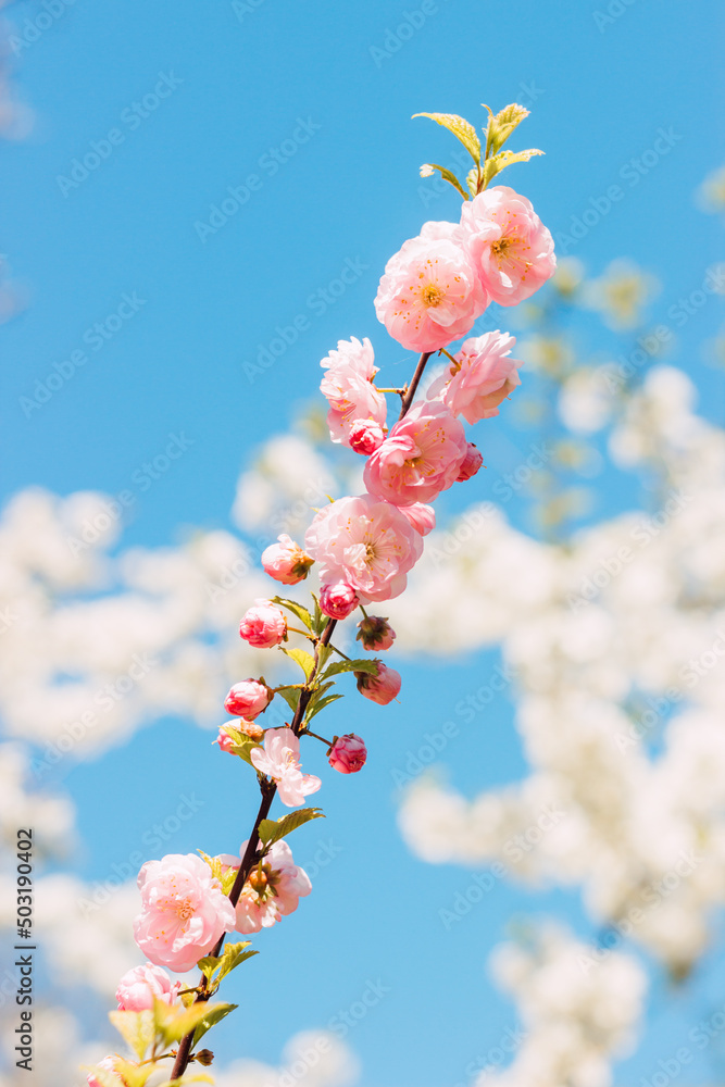 Branches with blooming pink cherries against the sky Branches with blooming pink cherries against the sky