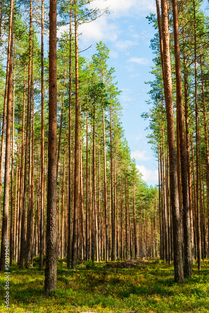 Coniferous green pine forest landscape in summer, Karelia, Russia Coniferous green pine forest landscape in summer, Karelia, Russia