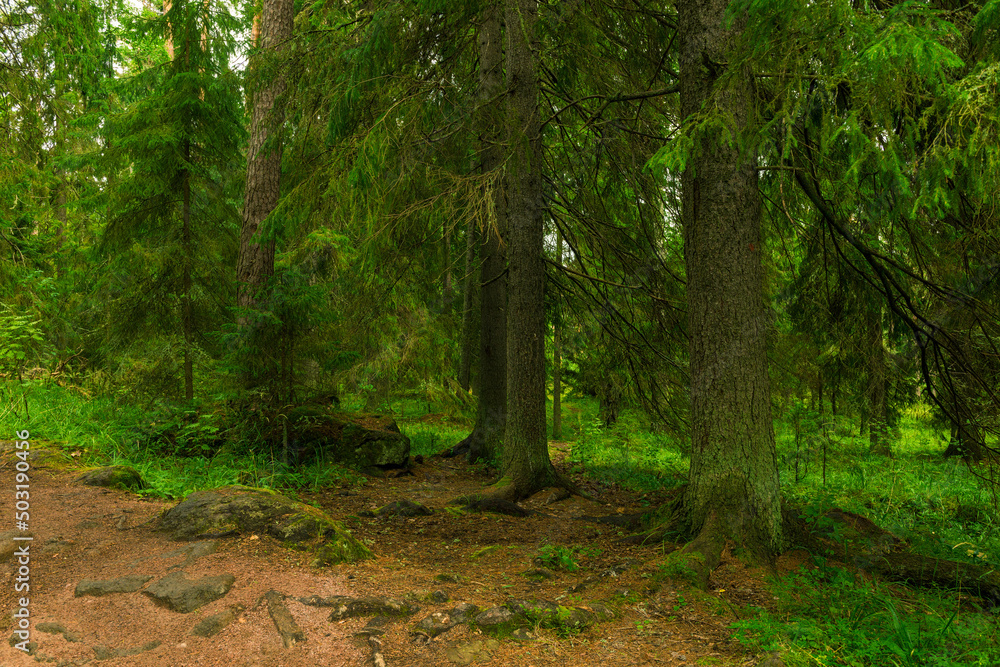 Forest trail scene. Woodland path Forest trail scene. Woodland path