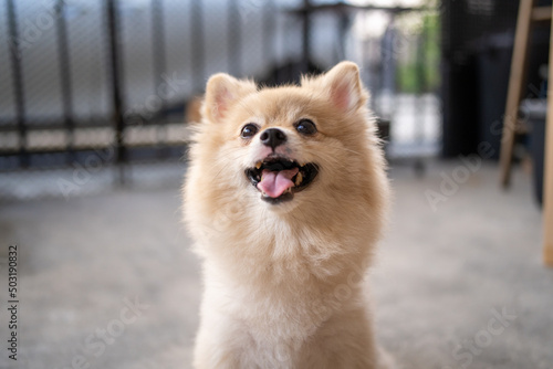 Pomeranian dog standing at the door and wants to go outside. A dog in front of a front door with a happy expression waiting for the arrival her owner