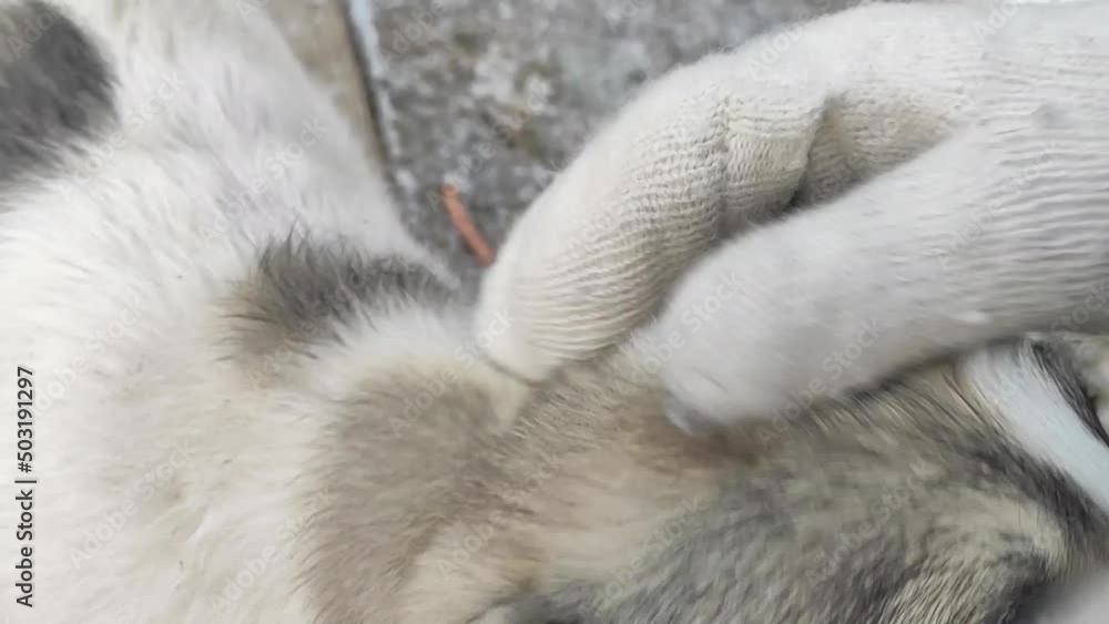 A mittened hand is stroking a stray puppy. Cute little street dog A mittened hand is stroking a stray puppy. Cute little street dog