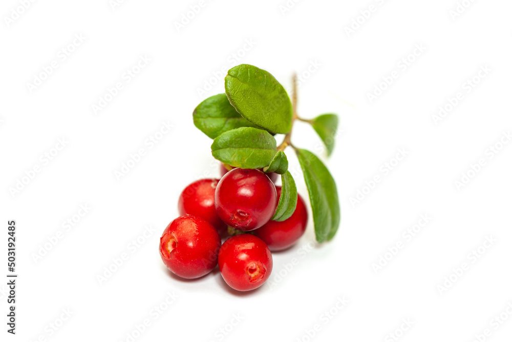 Wild northern berry lingonberry (foxberry, cowberry) Wild northern berry lingonberry (foxberry, cowberry)