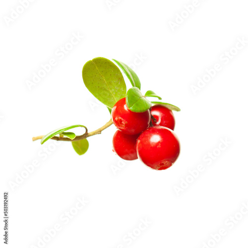 Red cowberry fruit macro isolated on white
