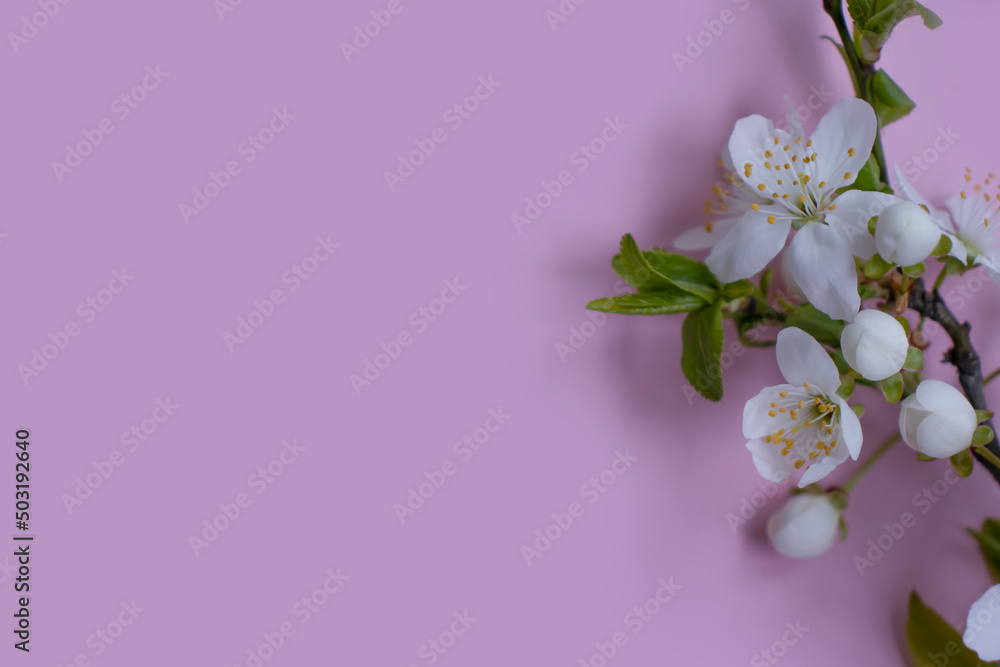 cherry blossom branch on colored background frame