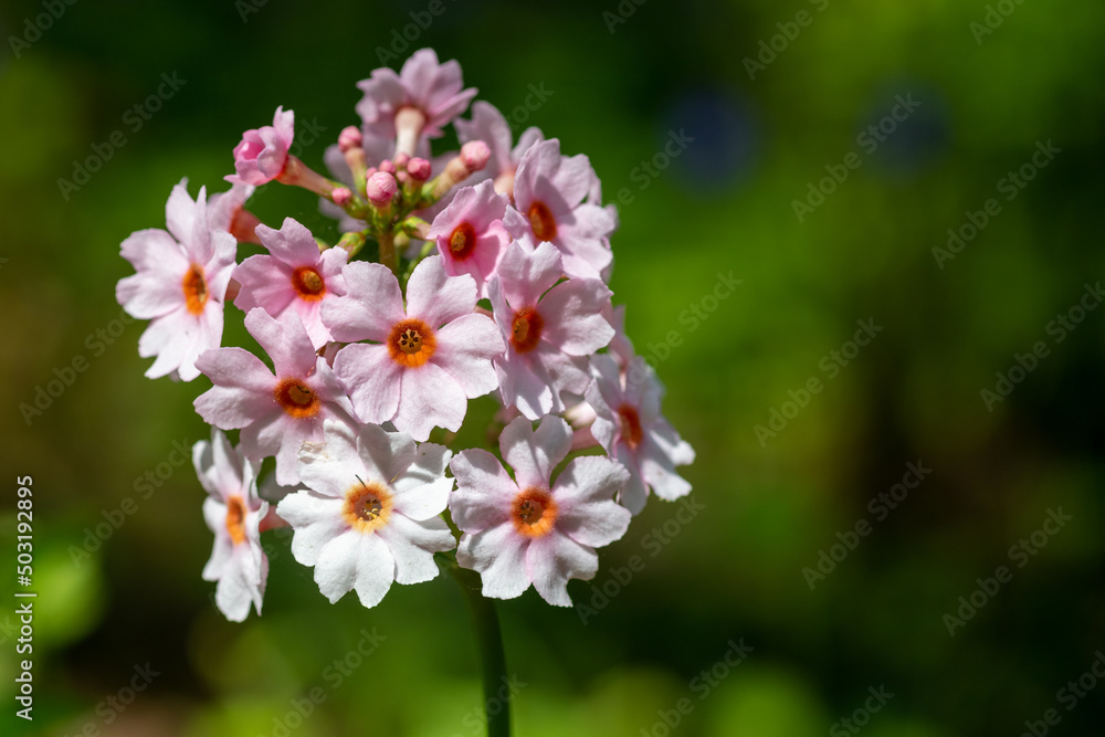 Close up of a pink candelebra primrose (candelebra primula) flower in bloom Close up of a pink candelebra primrose (candelebra primula) flower in bloom