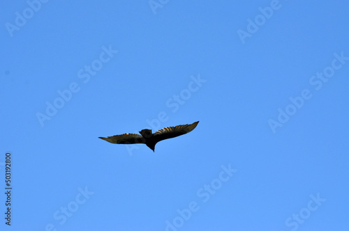 The eagle on Chiloe Island  Chile.