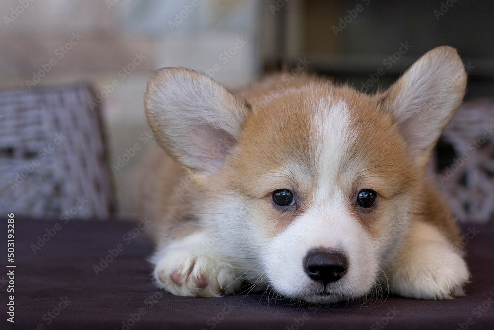 corgi puppy corgi puppy
