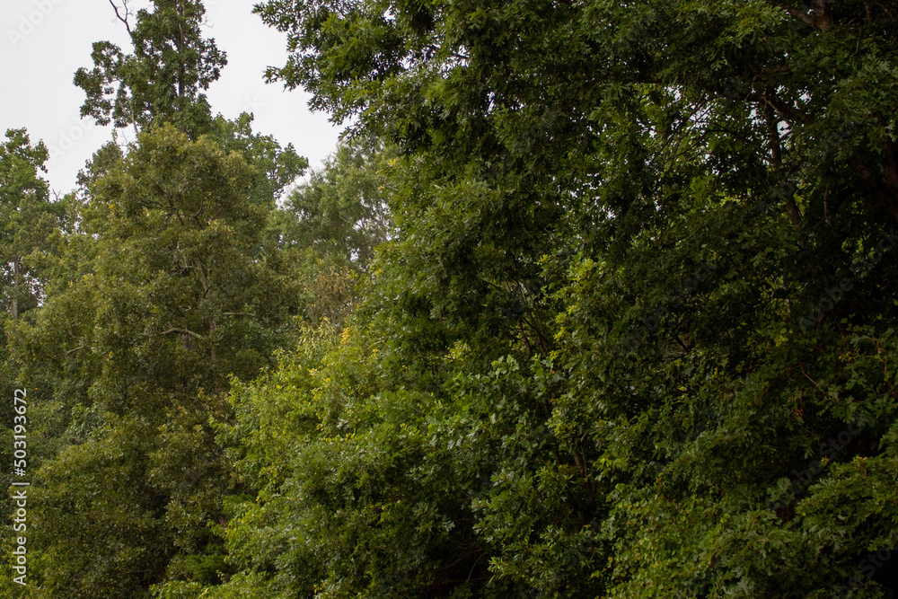 trees in the forest