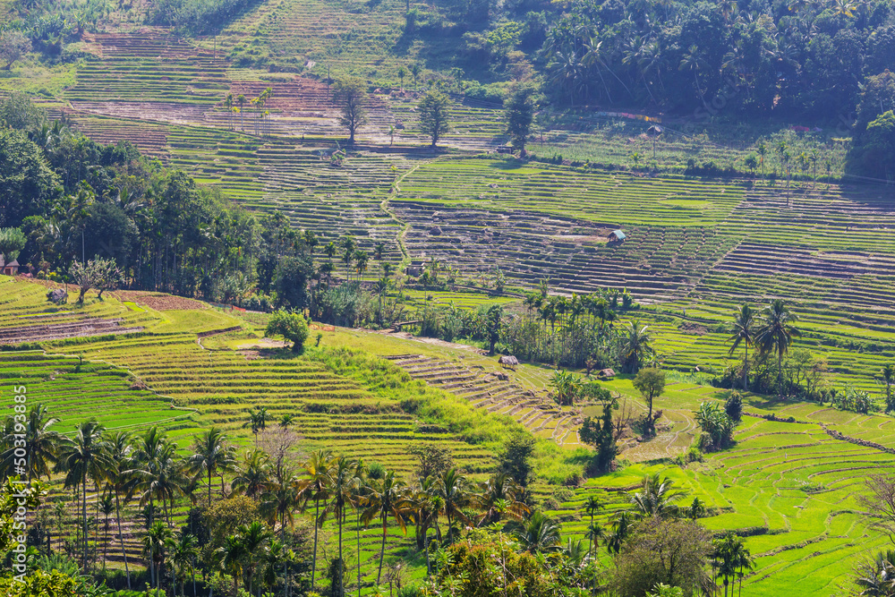 Fields on Sri Lanka