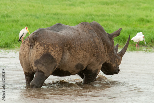 Serengheti, Tanzania. Rhino in the grass.