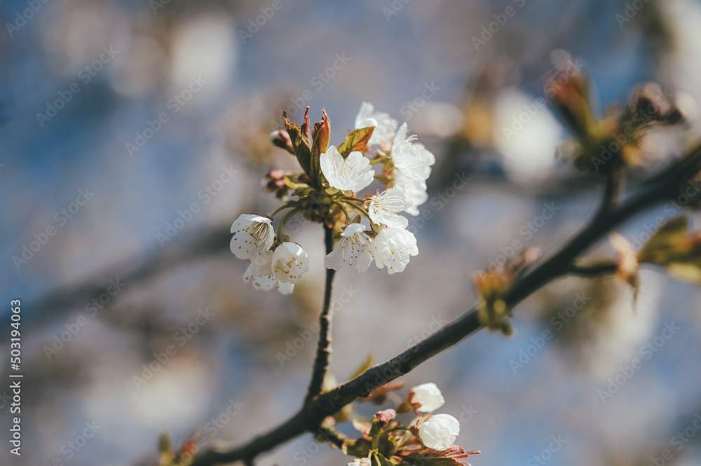 blossom in spring