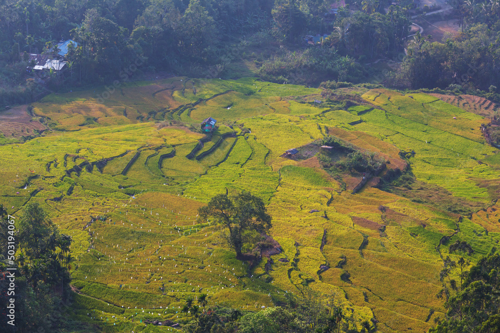 Rice field Rice field