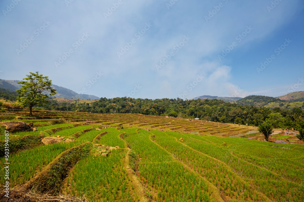 Obraz premium Rice field