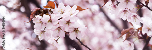 Fotografiet Blooming branches of the sakura tree closeup