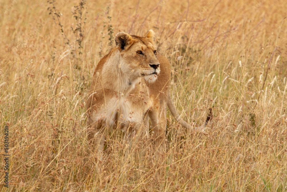 Serengheti, Tanzania. Lion in the savana. Serengheti, Tanzania. Lion in the savana.