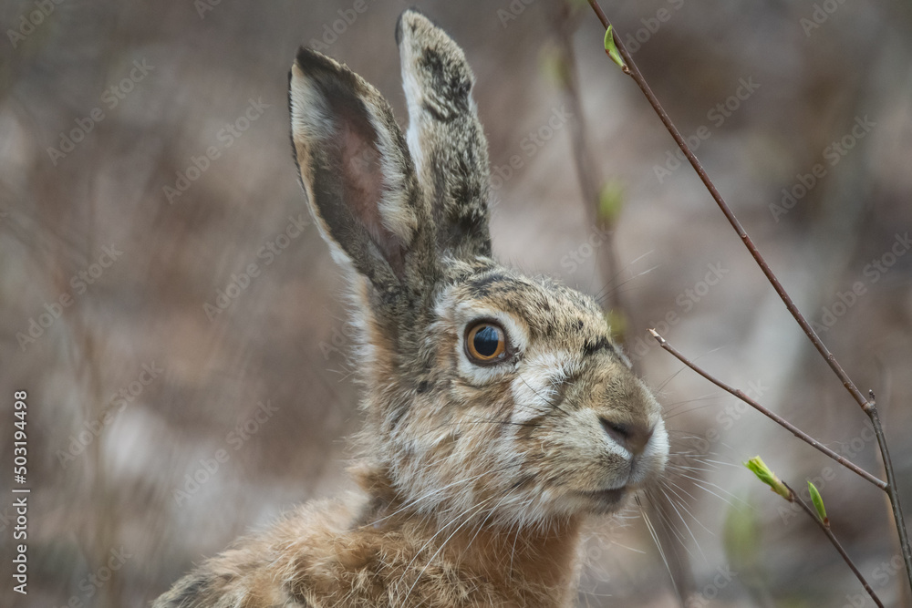 Fototapeta premium Brown hare at the woods