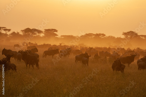 Serengheti, Tanzania. Buffalos at sunset in the savana.