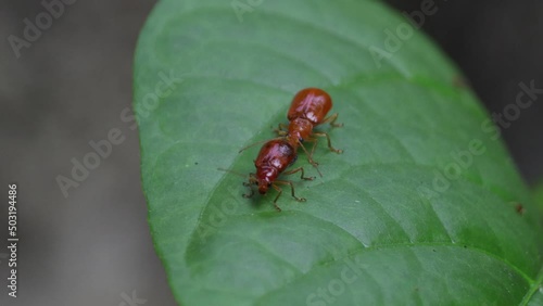 4k video of pumpkin beetle pair mating on a green leaf. macro shot. photo