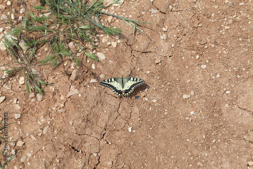 A nice butterfly on a tree branch 