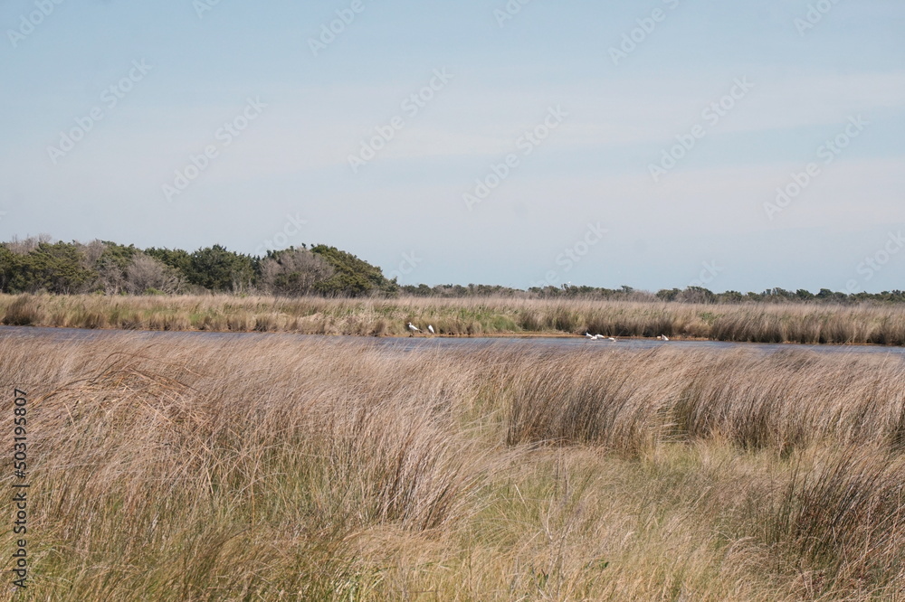 Wetland Grasses, Water and Treeline with White Birds in Sunlgiht