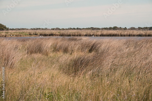 Wetland Grasses, Water and Reeds with White Birds in Sunlgiht