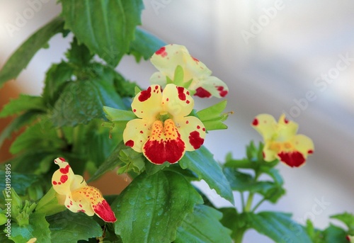 Yellow-red Mimulus flowers on a blurry background