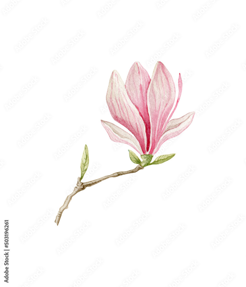 Pink magnolia. Spring flowers clipart. Watercolor illustration isolated on white. Pink magnolia. Spring flowers clipart. Watercolor illustration isolated on white.