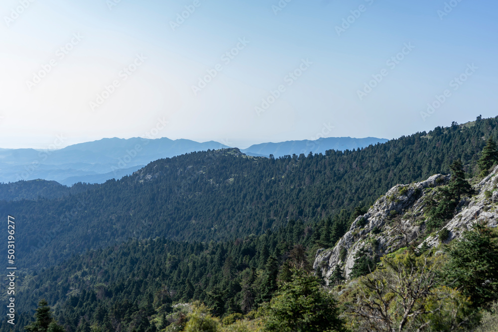 ABIES PINSAPO TREE IN A MOUNTAIN RANGE IN ANDALUSIA