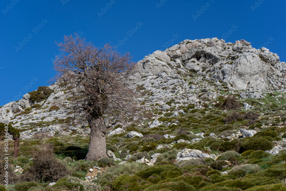 ANDALUSIAN GALL OAK TREE ON A MOUNTAIN IN ANDALUSIA ANDALUSIAN GALL OAK TREE ON A MOUNTAIN IN ANDALUSIA