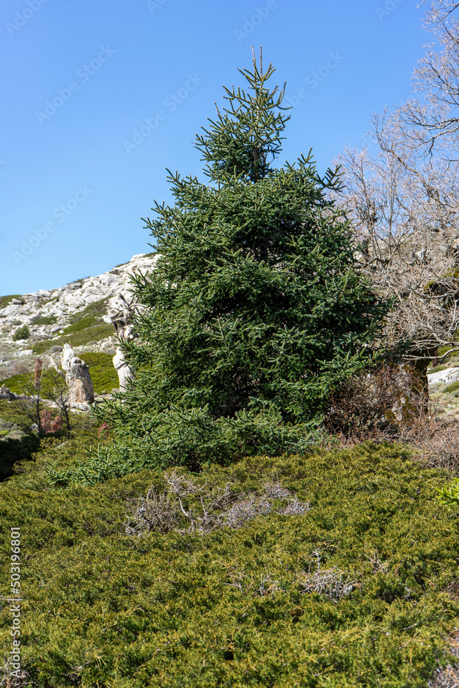 ABIES PINSAPO TREE IN A MOUNTAIN RANGE IN ANDALUSIA