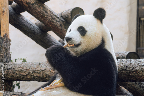 Giant panda holding and eating bamboo © nskyr2