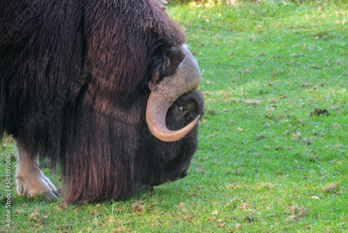Musk ox grazing in the meadow photo