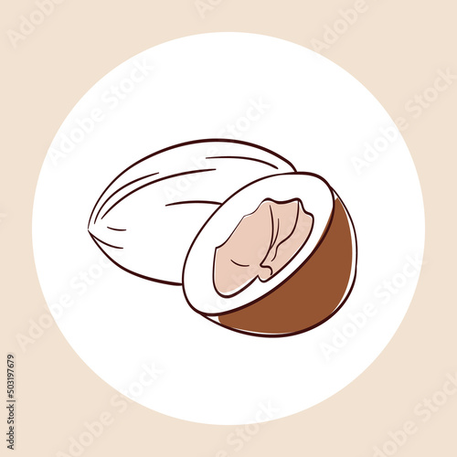 Vector hand-drawn illustration of coconut