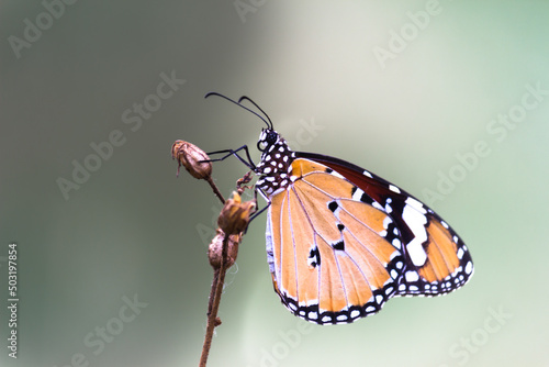 Image of the Tiger butterfly or also known as Danaus chrysippus butterfly resting on the flower plants © Robbie Ross