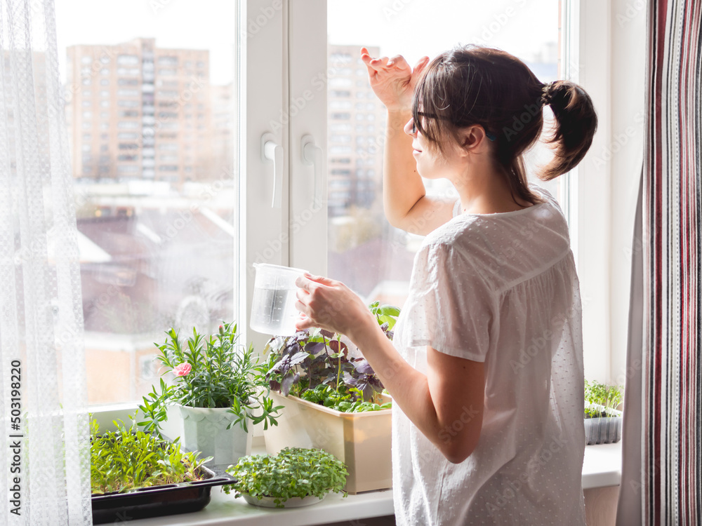 Woman is watering houseplants and microgreens on windowsill. Growing edible organic basil, arugula, microgreen of cabbage for healthy nutrition. Gardening at home. Woman is watering houseplants and microgreens on windowsill. Growing edible organic basil, arugula, microgreen of cabbage for healthy nutrition. Gardening at home.