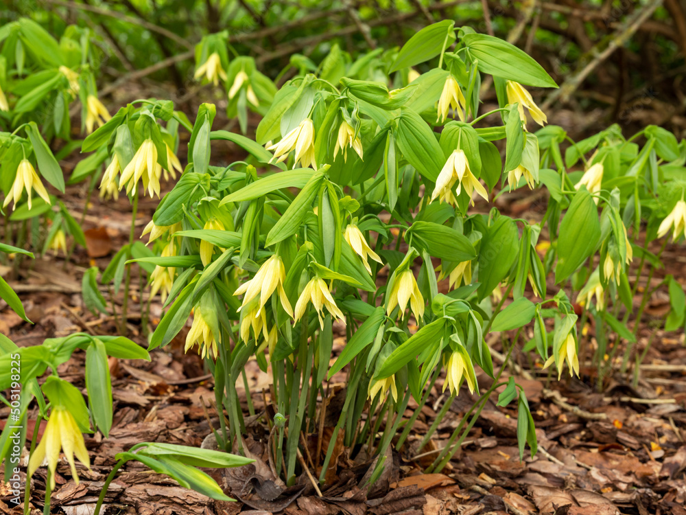 Uvularia grandiflora large flowered bellwort in a garden Uvularia grandiflora large flowered bellwort in a garden