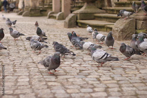 Gołębie ( Pigeon)