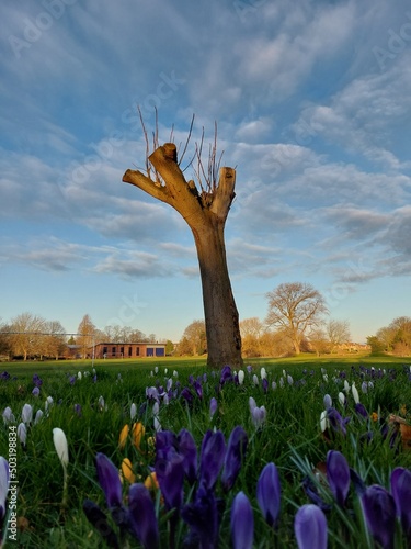 flowers and sky