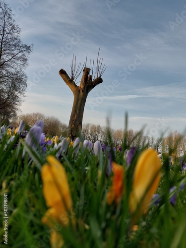 flowers in the meadow