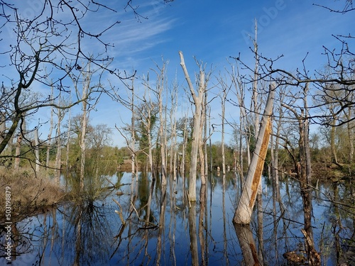 reeds in the water
