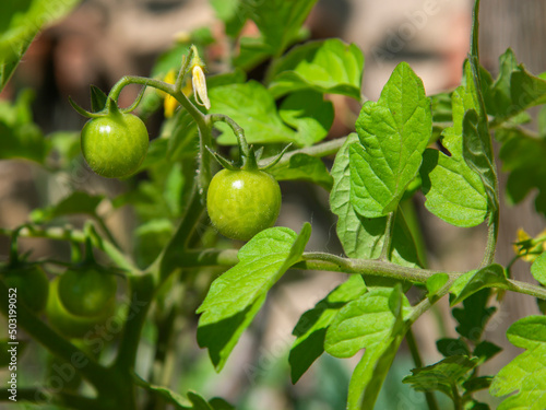 Wallpaper Mural Growing cherry tomato. Torontodigital.ca