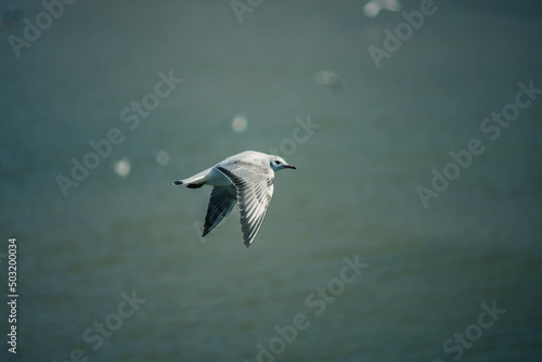 seagull flies over baltic sea