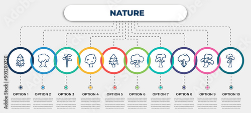 vector infographic template with icons and 10 options or steps. infographic for nature concept. included red pine tree, butternut tree, pitch pine tree, sycamore balsam fir honey-locust slippery elm