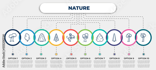 vector infographic template with icons and 10 options or steps. infographic for nature concept. included northern red oak tree, tulip tree tree, white spruce american larch cucumber black willow