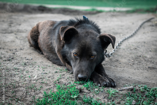 A lonely dog with sad eyes. Life in captivity. Chained dog photo