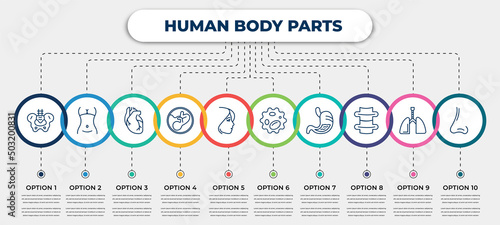 vector infographic template with icons and 10 options or steps. infographic for human body parts concept. included hip bone, female hips and waist, human heart, human fetus, face of a woman, white