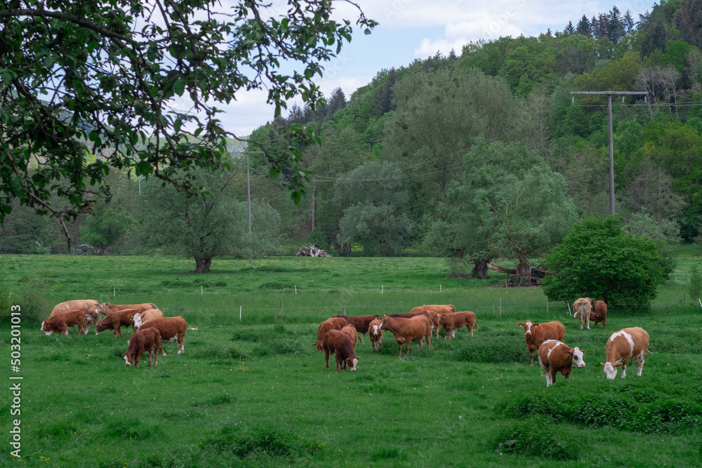 cows graze in the meadow