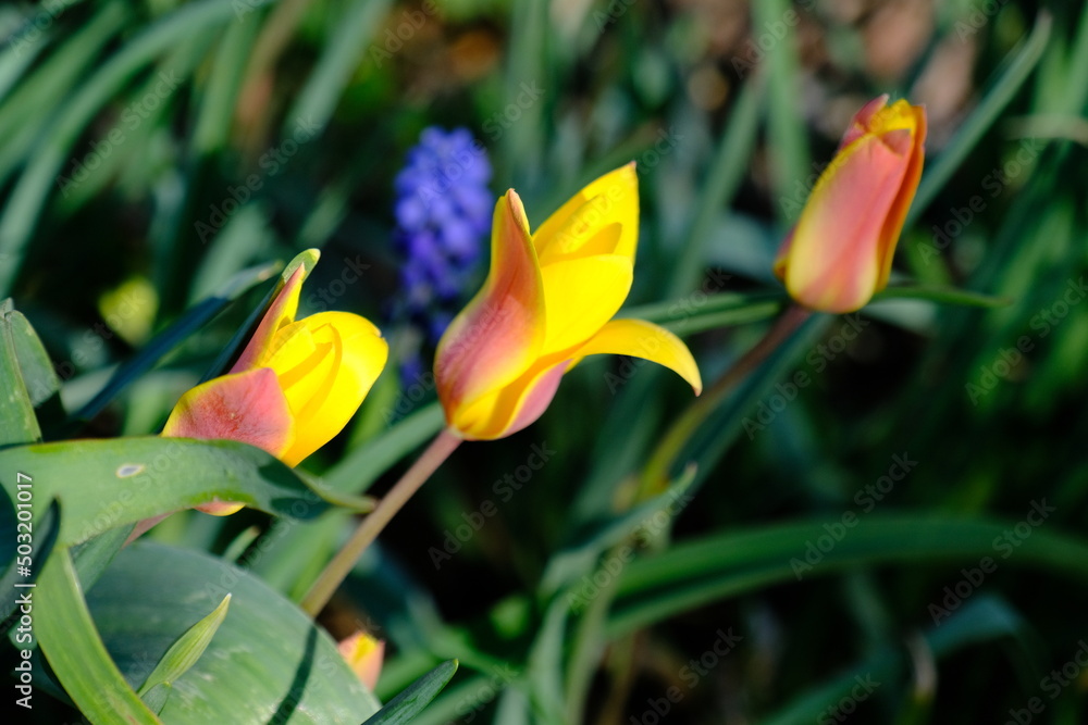 Obraz premium Tulipano