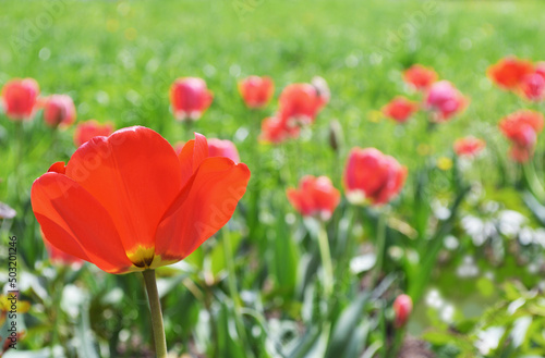 Vibrant coloured red tulips flowers growing in garden, heads moving in slow wind, spring sun, light sunny green background