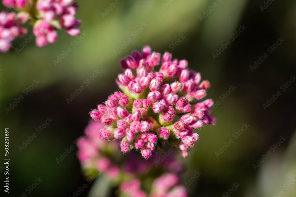 Buds of California Buckwheat Wildflowers getting ready to Bloom for Pollination Buds of California Buckwheat Wildflowers getting ready to Bloom for Pollination